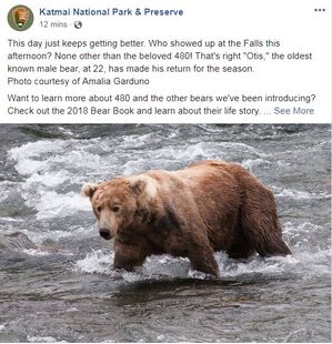 KNP&P's June 29, 2018 16:23 Facebook post "This day just keeps getting better. Who showed up at the Falls this afternoon? None other than the beloved 480! That's right "Otis," the oldest known male bear, at 22, has made his return for the season. "