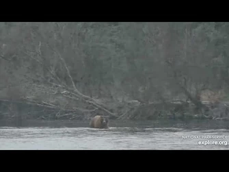 208_and_903_in_the_Snow_-_November_6,_2023_(explore.org)