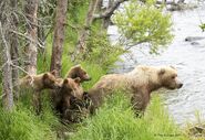 39 and 3 yearlings July 3, 2017 photo by Tina Crowe