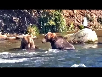 3_Aug_2021-_Some_Play_and_a_Snack_(explore.org)