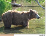 813 Nostril Bear July 2019 NPS photo 2021 Bears of Brooks River book page 52