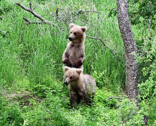 128 Grazer's 2 yearlings June 30, 2021 photo by Bonnie Hankins (aka NutsBoutBears)