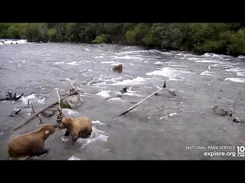 16_Jul_2022-_505_Has_Words_with_Her_Girl,_146_(explore.org)