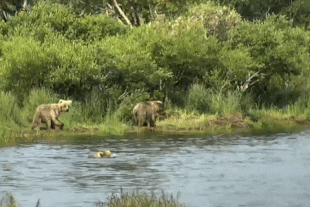 207 and 208 July 19, 2021 gif by LunaCre .01