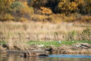 480 Otis looks for spawned-out salmon in the Lower Brooks River September 30, 2018 NPS photo by Ranger Russ Taylor from KNP&P flickr