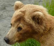 TUNDRA 130 PIC 2014.06.xx NPS 2018 BoBr PG 92 CROP