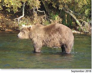 907 September 2018 NPS photo #2 2019 Bears of Brooks River book, page 32