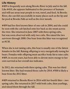 409 Beadnose's page of the 2018 Bears of Brooks River book, page 49 ~ Life History section only