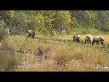 Bear_parade_on_the_spit_road_09.20.20