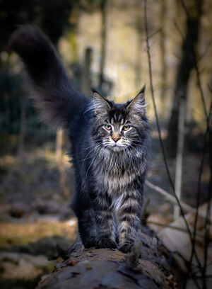 De Maine Coon