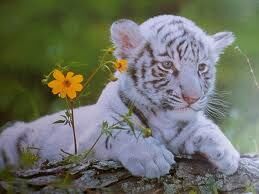 Weisser Tiger Katzenverwandte Wiki Fandom
