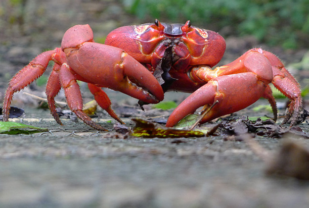 RIO's Kahuna Crab Tan #1