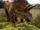 Triceratops