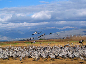 Common Crane