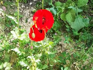 Papaver