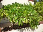 Plumeria alba hasmonaim 1