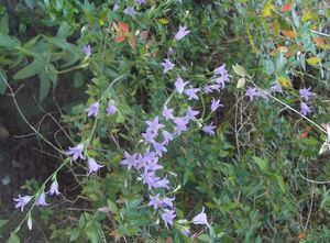 Campanula rapunculus