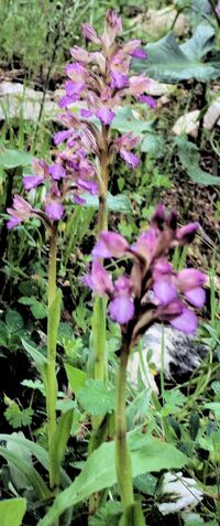 3 סחלבים מתוך 8 ברדיוס של 5 מטר באזור בנוי בקדומים