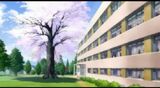 Kp-cherry.jpg