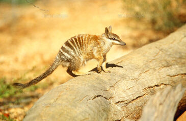 Numbat