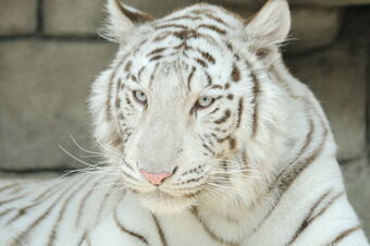 White Tiger | Japari Library Wiki | Fandom