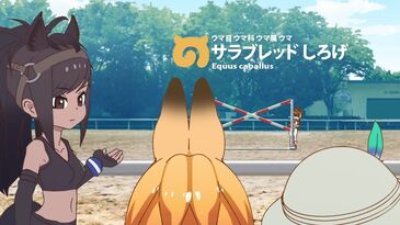 White Thoroughbred Japari Library Wiki Fandom White Thoroughbred Japari Library Wiki Fandom