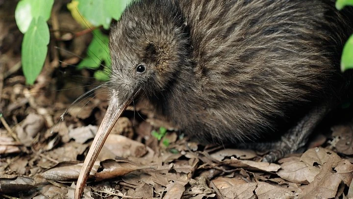 Southern Brown Kiwi | Japari Library Wiki | Fandom