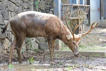 Père David's Deer | Japari Library Wiki | Fandom Père David's Deer | Japari Library Wiki | Fandom