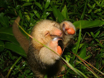 Silky Anteater Japari Library Wiki Fandom Silky Anteater Japari Library Wiki Fandom
