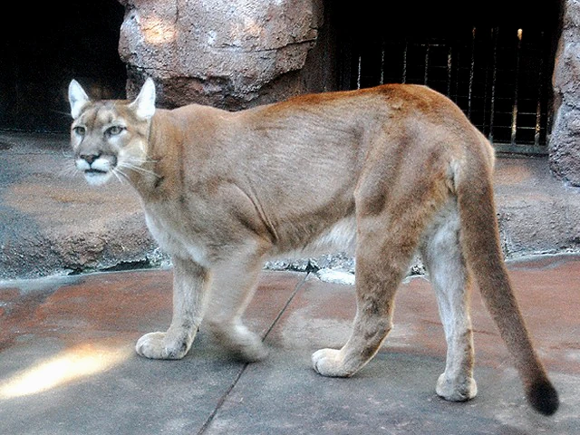 Puma Japari Library Wiki Fandom