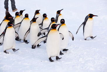 King Penguin Japari Library Wiki Fandom