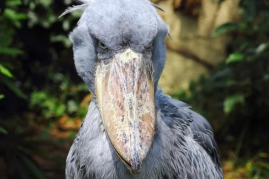 Shoebill | Japari Library Wiki | Fandom