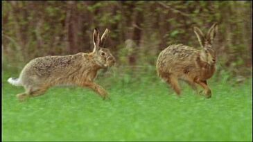 European Hare