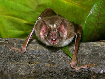Common Vampire Bat | Japari Library Wiki | Fandom