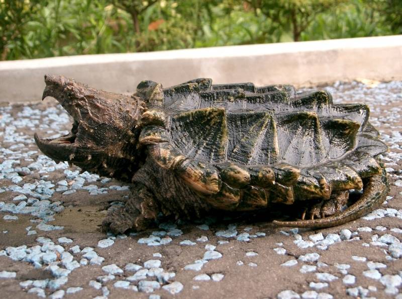 The Alligator Snapping Turtle ワニガメの研究書 The Alligator Snapping Turtle ワニガメの研究書 ワニガメ