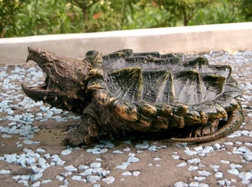 Alligator Snapping Turtle | Japari Library Wiki | Fandom