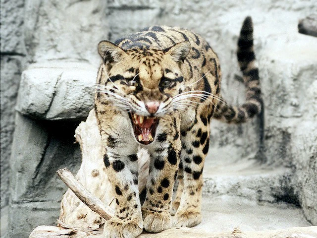 シム・シメール、【THE LITTLE CLOUDED LEOPARD】 East China Sea 101: A beautiful leopard with cloud-like fur