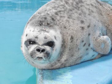 Harp Seal/Gallery - Japari Library, the Kemono Friends Wiki