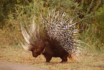 African Crested Porcupine Japari Library Wiki Fandom