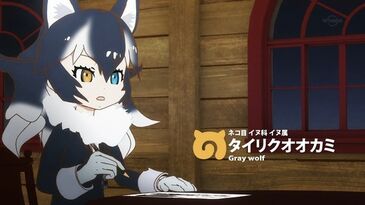 Harp Seal/Gallery - Japari Library, the Kemono Friends Wiki