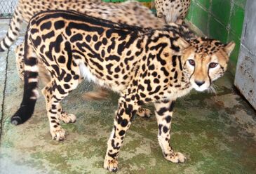King Cheetah Japari Library Wiki Fandom