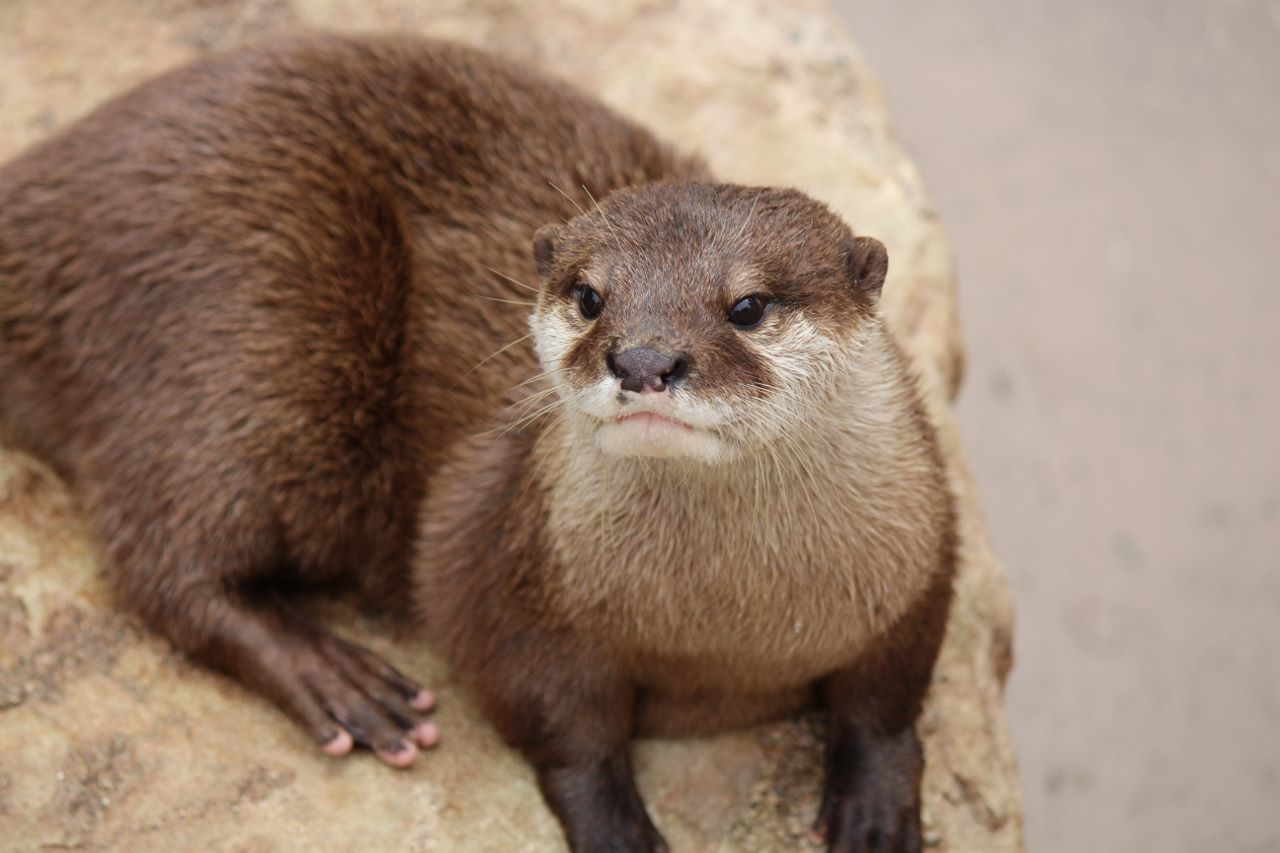 The Playful Otter: Bendaroos