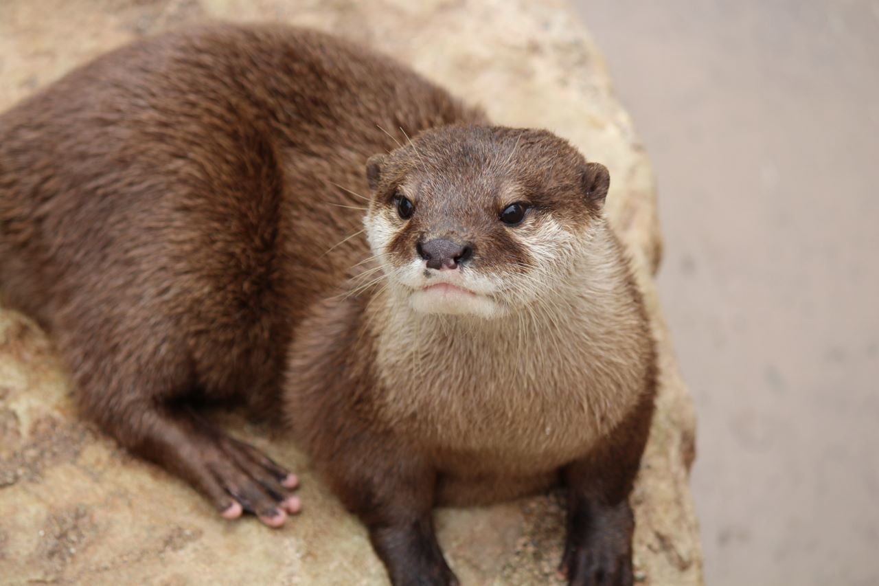 Small-clawed Otter, Japari Library Wiki