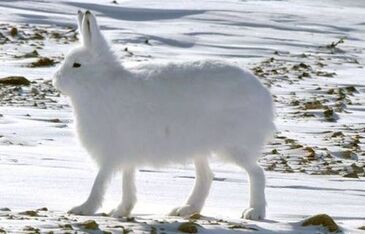Arctic Hare Japari Library Wiki Fandom