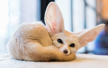 anime fennec fox