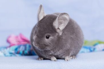 Long-tailed Chinchilla