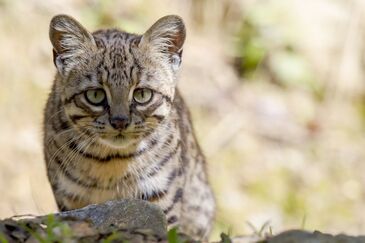 Pallas's Cat - Japari Library, the Kemono Friends Wiki