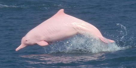 Chinese White Dolphin Japari Library Wiki Fandom