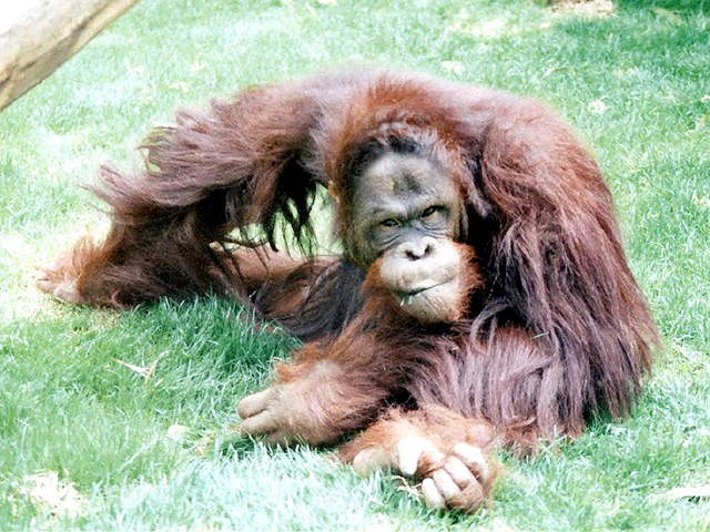 P.orangutan OC 子株付き P.orangutan OC 子株付き Bornean Orangutan | Japari Library Wiki