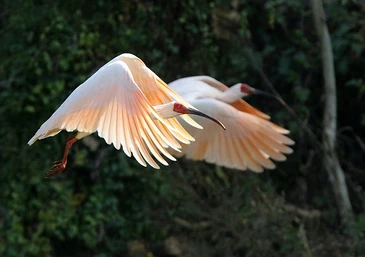 Japanese Crested Ibis.jpg